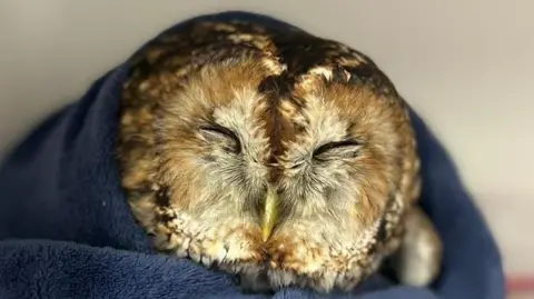 Oxfordshire Wildlife Rescue  A close-up of a tawny owl wrapped up in a blue towel