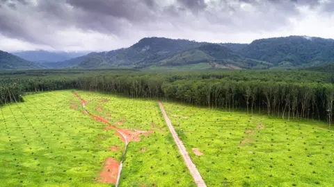 Getty Images A forest that has been cleared for an oil palm plantation in Thailand