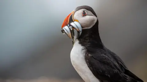 Amy Compton A puffin, with black and white feathers and a distinctive orange beak, holding several fish in its mouth