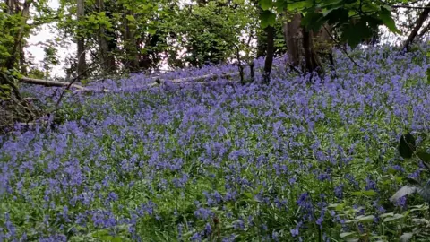 Wayne Brook A large amount of bluebells on a slope with trees.
