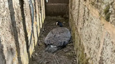 RSPCA Goose stuck in cattle grid