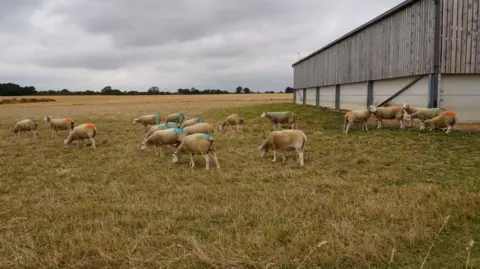 Shaun Whitmore/BBC Twenty sheep in a field, some stood next to a barn