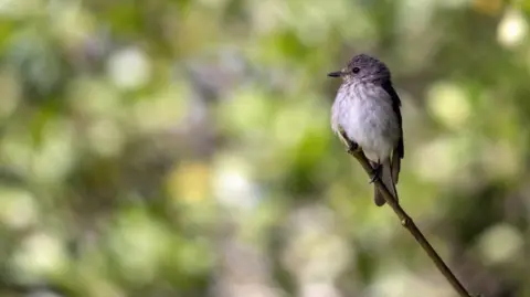 The National Trust A spotted flycatcher, which is a small grey bird perched delicately on the end of a thin tree branch.