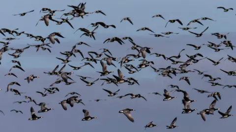 Getty A flock of barnacle geese flying above the WWT Caerlaverock nature reserve