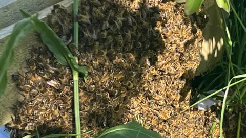A swarm of bees gathered on a plant.
