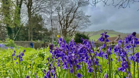 Bluebells at the  front of the picture with trees to the left and mountains behind 