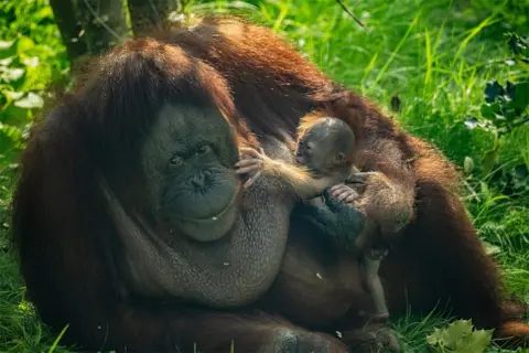 Rare Bornean orangutan born at Chester Zoo