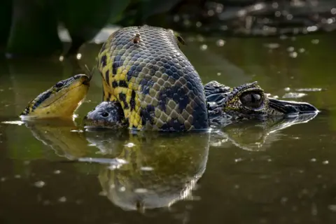 Karine Aigner anaconda coiled around a yacare caiman's snout  