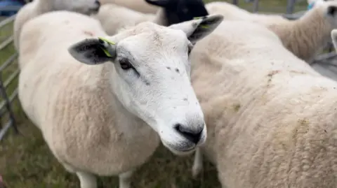 Several sheep in a pen. They are relatively freshly sheared and have white heads except for one with a black head.