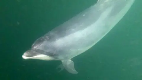 Jesper Stig Andersen Dolphin Yoda