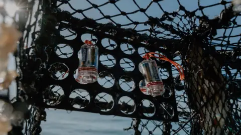 Fishtek Marine A photo from inside the lobster pot. The LED lights are tight to the top of the lobster pot. The sea and sky is in the background. 