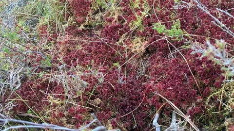 Sphagnum mosses are returning to Cuilcagh
