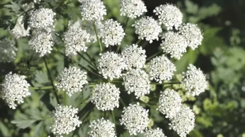 Getty Images Hemlock water dropwort