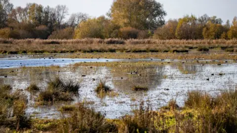 National Trust/PA Media Wicken Fen