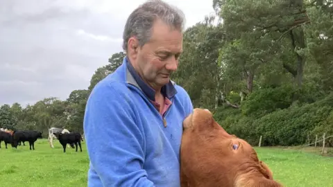 A grey haired man in a blue jumper pets a brown cow, with other cows in the background