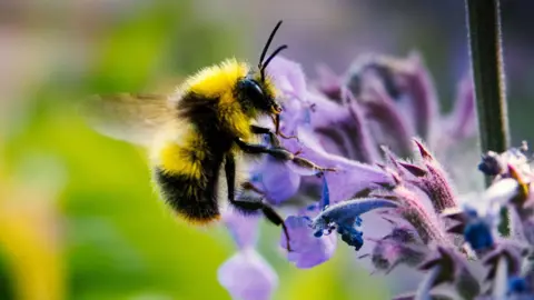Getty Images A bee taking pollen from a flower
