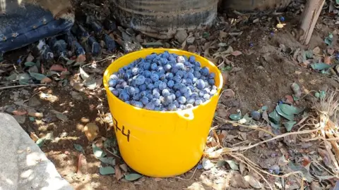 BBC Blueberries in a yellow bucket on the ground