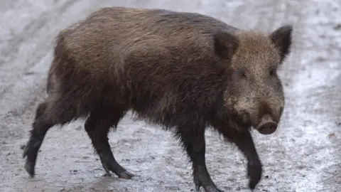 A wild boar - a dark brown pig-like animal - walks across a muddy path. The boar is looking into the camera.