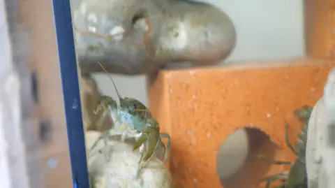 Hampshire & Isle of Wight Wildlife Trust A crayfish