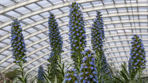 NBGW: Tim Jones Plants in the glasshouse