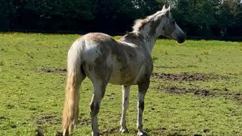 Senior groom Lotte Vida, a white male horse standing in a green field covered in brown mud.