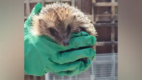 A hedgehog called Leccy being held by a pair of hands in green gloves