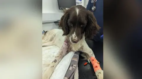 RSPCA Dee Dee after she was found with leg infection
