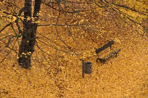 Lukasz Wojtylak Autumn leaves cover the ground