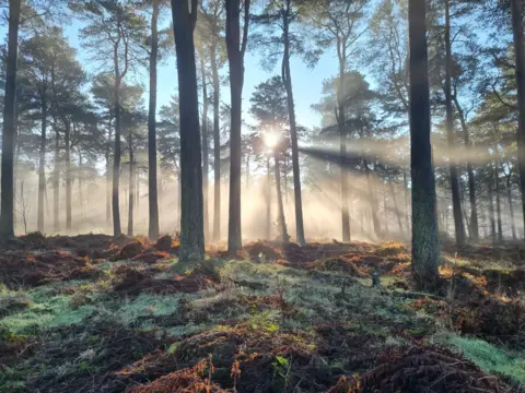 Suzanne Wade Sunlight streams through tall pine trees in a misty forest. Rays of light cut through the fog, illuminating the green and brown forest floor in the early morning.