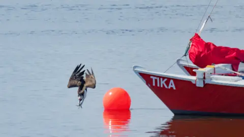 Mark Maloy An osprey diving into the water. A red boat and orange buoy are on the right.