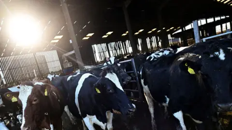 Image of black and white cows standing inside a generic cattle complex.