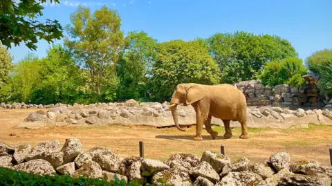 Walking Tractor/BBC Weather Watchers A sandy-coloured elephant walks in an open enclosure. There is a rocky wall in the foreground, and trees in the background.