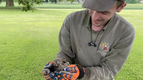 Downs Preparatory School A member of the school estates team picks up Twiglet wearing gloves