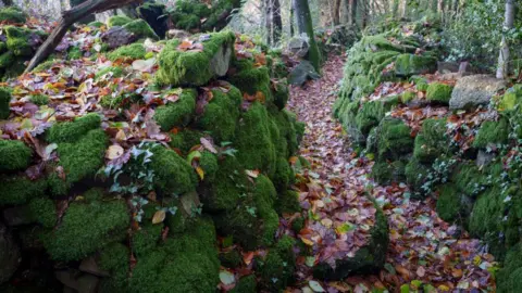 Getty Images Moss covers large blocks of stone that form a historical land boundary and path. There are fallen autumn leaves covering the path and blocks of stone.