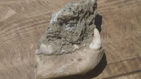 The jawbone of a wolverine - the lower half of the animal's jawbone, with some teeth, including one large canine still attached. It rests on a wooden table.