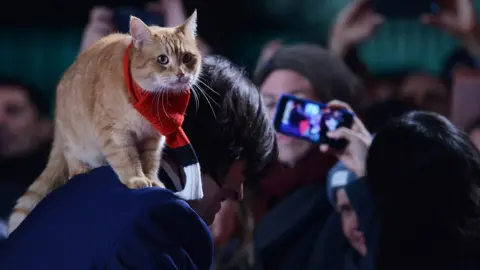 Getty Images A street cat named Bob