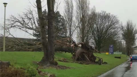 Lee Farrands A number of trees were uprooted, including in Caldicot, Monmouthshire