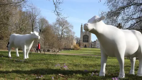 Kevin Wood Cow sculptures