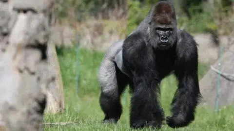 Getty Images Kumbuka