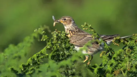 Science Photo Library A skylark on a tree branch with a bug in its beak