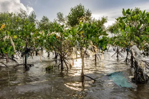 Mark Kevin Badayos Plastic waste hangs off mangrove trees in the Philippines