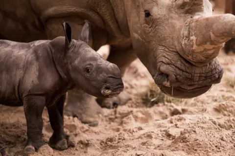 Blair Drummond Safari Park baby southern white rhino