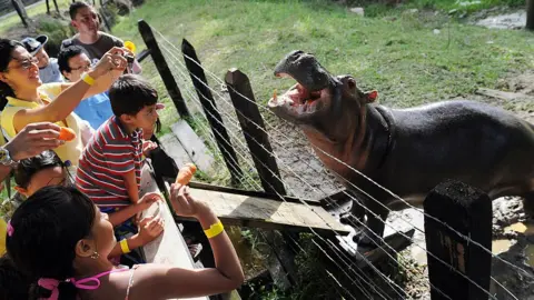 Getty Images Visitors are seen looking at a hippo called Vanesa in 2009