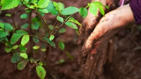Getty Images Tree sapling next to muddy hands