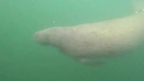 Tico the manatee was rescued in Venezuela on Monday after a two-month-long chase through South America and the Caribbean.