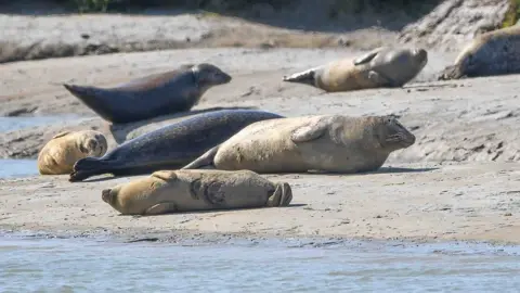 Kent Wildlife Trust Seals in East Kent