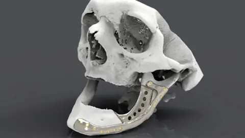 PDR, Cardiff Met University Replica skull and 3D printed jaw