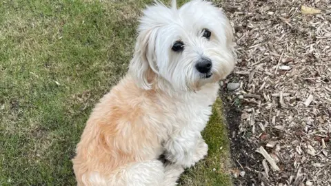 Joe McKenna A white Havanese dog, with large dark eyes and white and light brown long fur, looks up towards the camera. He his sat on the edge of a green lawn, next to a flowerbed. 