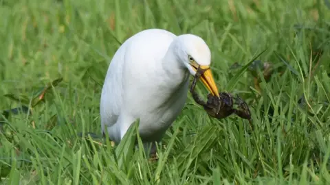 Lisa Wilkinson Gamble A white small bird with a yellow beak stands on grass with something that looks like a black frog in its mouth