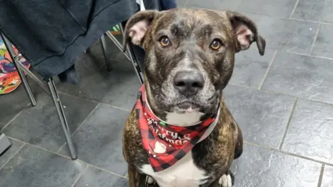 A Staffordshire bull terrier cross, wearing a red bandana with the words Merry Christmas, sits on the black tiled floor.